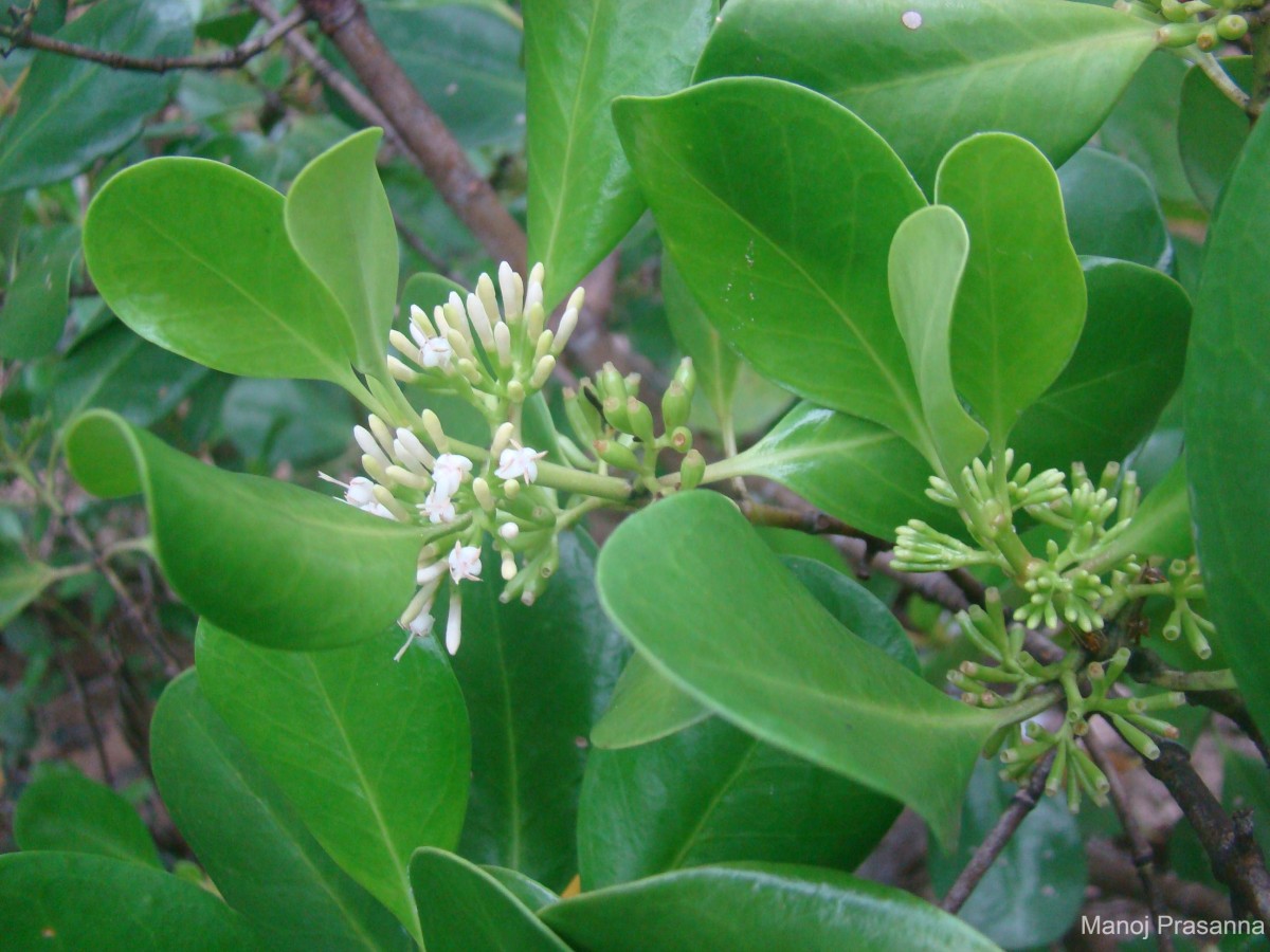 Scyphiphora hydrophylacea C.F.Gaertn.